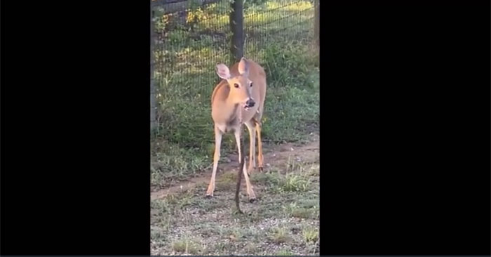 Nai ăn thịt rắn