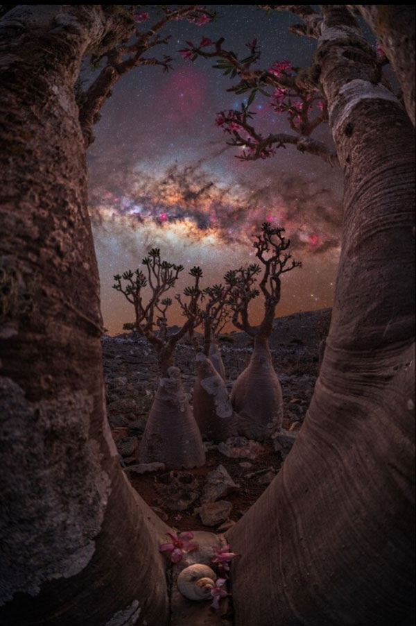 Bức ảnh có tên Cánh cổng cây bình được chụp trên hòn đảo huyền bí Socotra, Yemen. Benjamin Barakat.