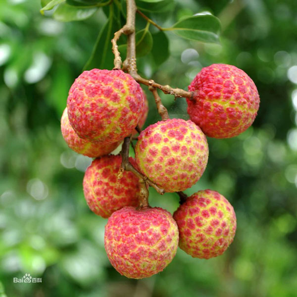 Vải thiểu Gia lục