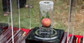 Loại vải thiều đắt nhất thế giới, từng bán 1 quả vải giá 1,8 tỷ đồng