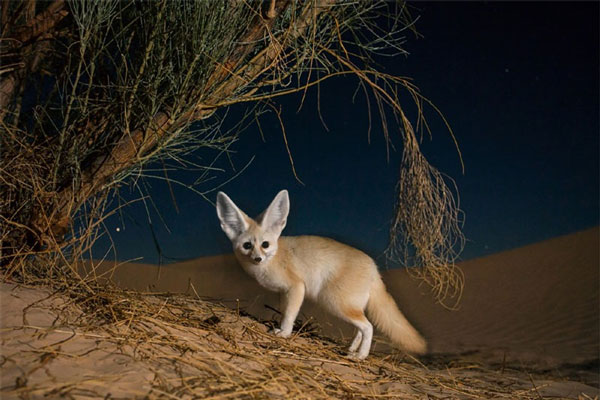 Cáo Fennec cực kỳ nhanh nhẹn 