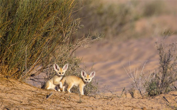 Cáo Fennec sống ở môi trường sa mạc rất khắc nghiệt 