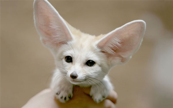 Cáo Fennec không uống nước
