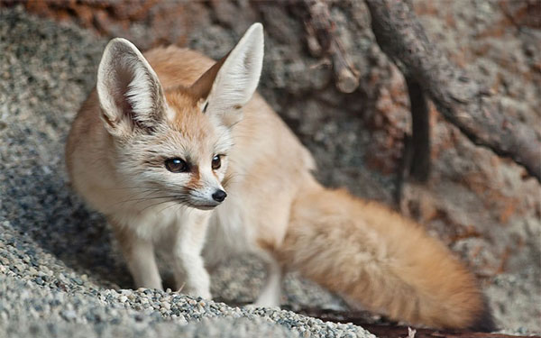 Cáo Fennec giống như rất nhiều loài động vật sa mạc khác thích hoạt động ban đêm