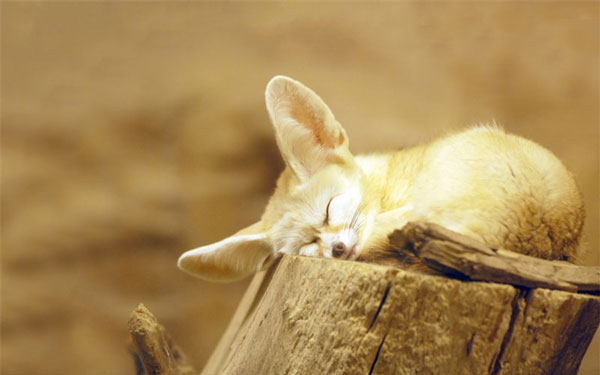 Cáo Fennec - Bông tuyết sa mạc đang làm mưa làm gió trong thế giới thú cưng