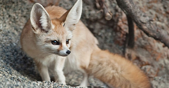 Cáo Fennec