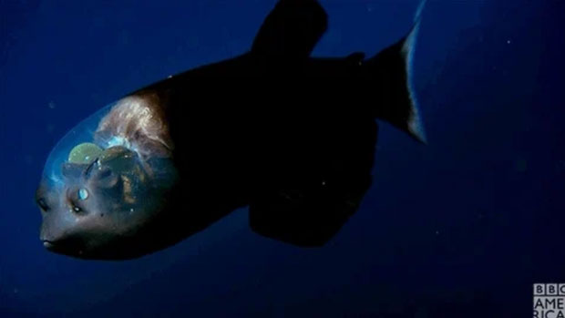 Nơi trú ngụ của đời sống thủy sinh độc đáo