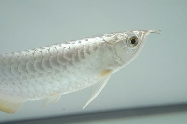 Cá rồng bạch kim rất khó nhân giống