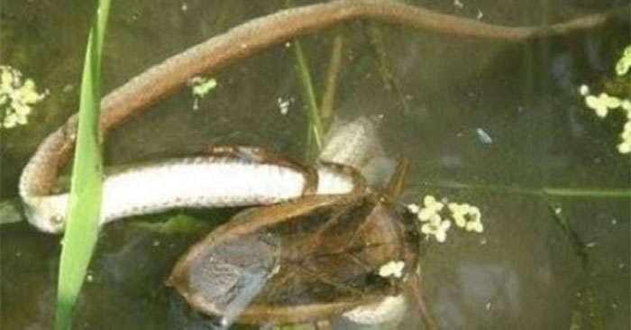 Bộ nước khổng lồ ăn thịt rắn