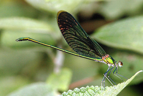 Loài Neurobasis chinensis
