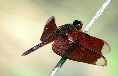 Neurothemis fluvia