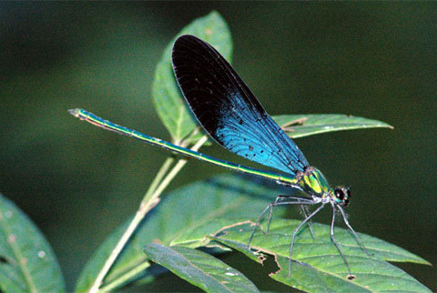 Matrona basilaris Selys