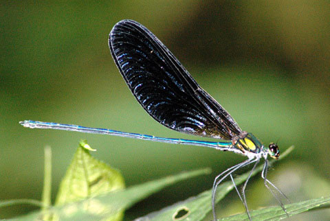 Calopteryx coomani