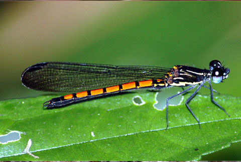 Rhinocypha arguta Hämäläinen & Divasiri