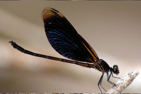 Loài Euphaea masoni Selys