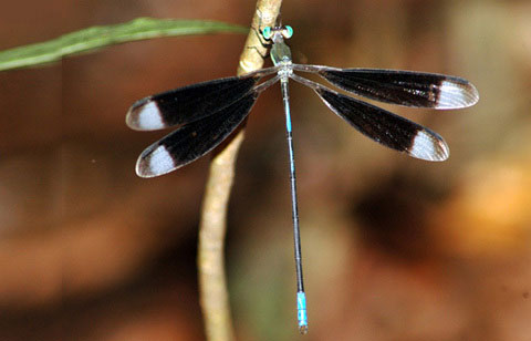 Orolestes Selysi McLachLan