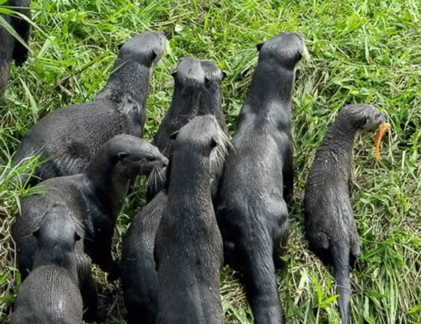 Đàn rái cá này đang bơi ở giữa sông thì phát hiện hai con kỳ đà khổng lồ đánh nhau ở trên bờ