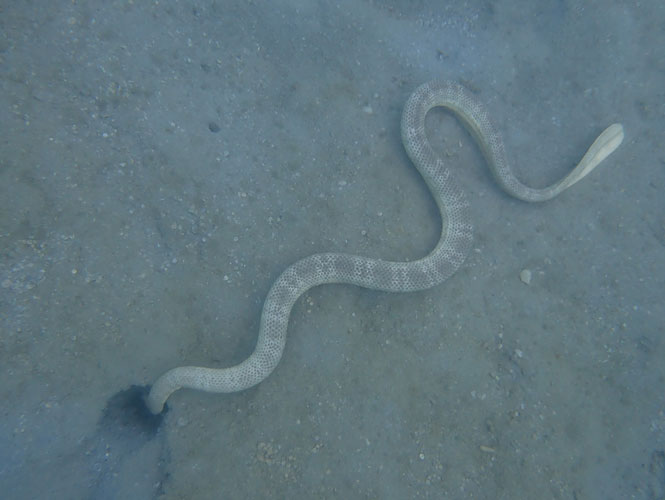 Rắn biển Peron đóng một vai trò quan trọng trong việc duy trì cân bằng hệ sinh thái biển