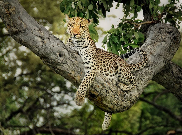 Báo hoa mai giỏi leo trèo 