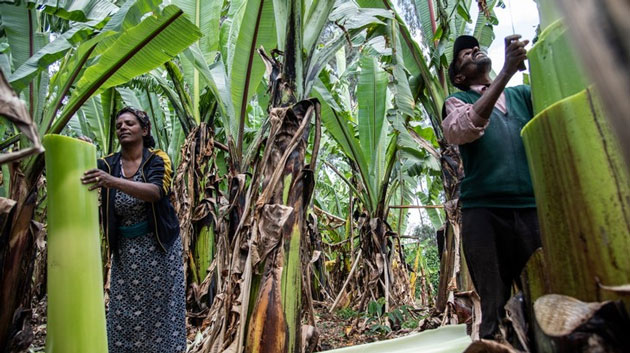 Chuối Ethiopia (Ensete ventricosum)