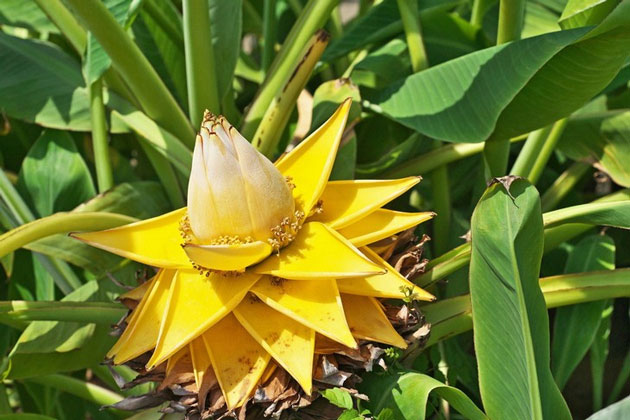 Chuối lùn Trung Hoa (Musella lasiocarpa) thuộc họ Chuối (Musaceae)
