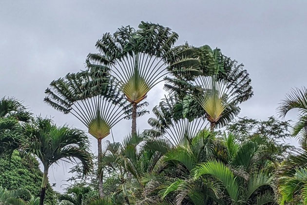 Chuối rẻ quạt (Ravenala madagascariensis) thuộc họ Chuối rẻ quạt (Strelitziaceae)