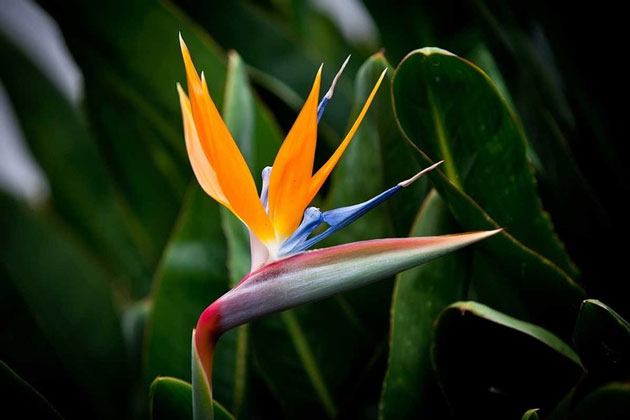 Chuối thiên điểu (Strelitzia reginae) thuộc họ Chuối rẻ quạt (Strelitziaceae)