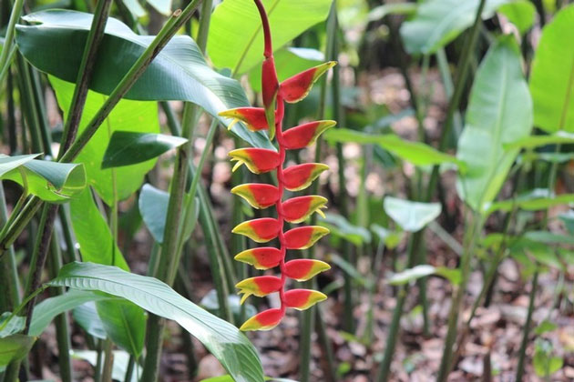 Chuối pháo (Heliconia stricta) thuộc họ Chuối pháo (Heliconiaceae)
