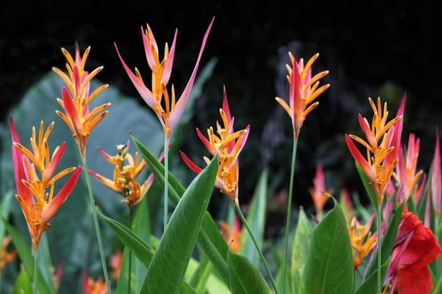 Chuối mỏ két (Heliconia psittacorum) thuộc họ Chuối pháo (Heliconiaceae)