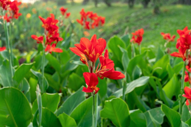 Chuối hoa (Canna indica) thuộc họ Chuối hoa (Cannacea)