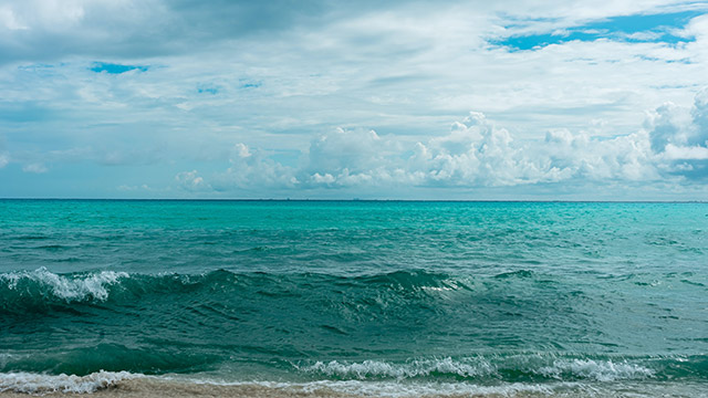 hình nền hoa màu xanh dương