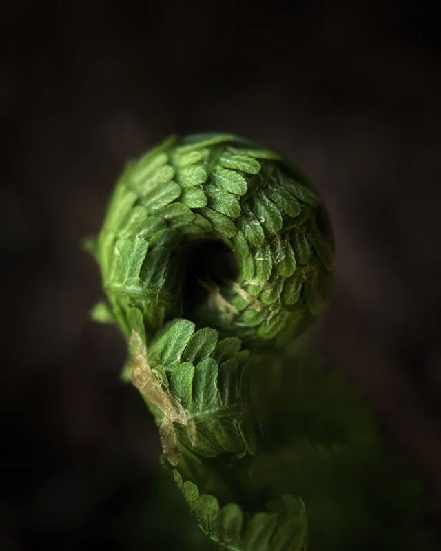 Bức ảnh đạt giải hạng mục thiên nhiên tác giả Scott Galloway chụp bằng iPhone 12 Pro Max ở Mỹ.