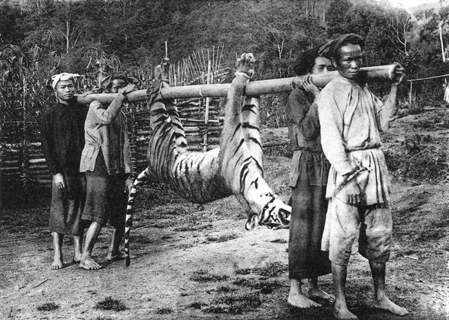 Bức ảnh "Người dân tộc Thái ở Thanh Hóa săn hổ" từng được Pierre Dieulefils giới thiệu trong cuốn "Đông Dương xinh đẹp và kỳ vĩ". Cuốn sách đã giúp ông huy chương vàng tại Đấu xảo quốc tế ở Brussels, Bỉ năm 1910.