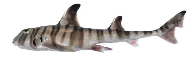 Loài mới này được đặt tên là cá mập sừng sơn 