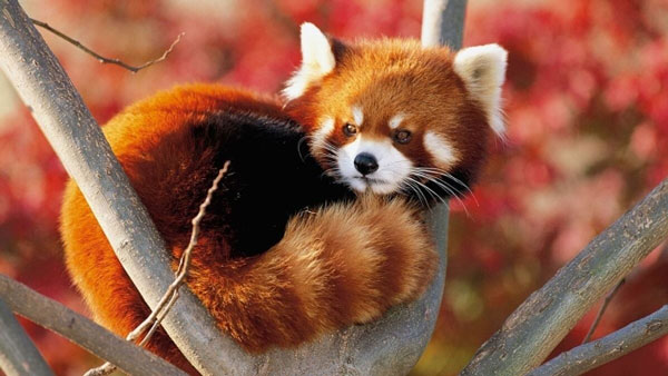 Gấu trúc đỏ