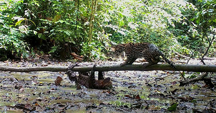 Lười chậm chạp thoát vuốt mèo gấm Ocelot