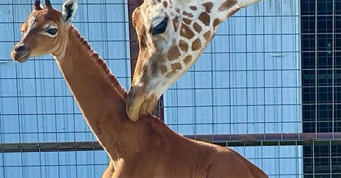 Hươu cao cổ không đốm