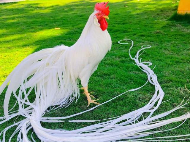 Lông gà Onagadori rất mềm, dày và mịn