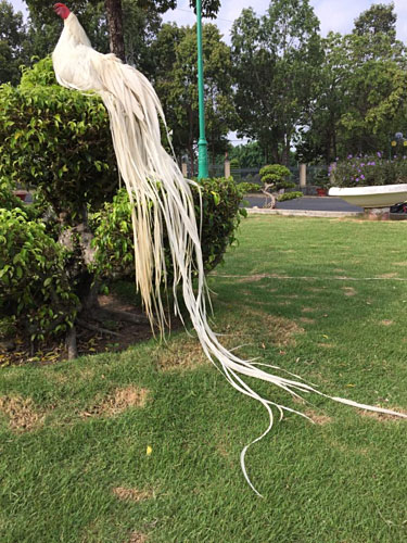 Gà Onagadori hiện đã được du nhập vào Việt Nam