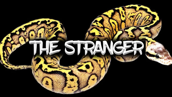 Trăn Stranger Ball có giá khá cao cao với giá có thể lên đến 29.000 USD (khoảng 679 triệu đồng). Ảnh: Aa-z-animals.