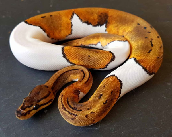 Những con trăn bóng Pied độc đáo có thể có giá lên tới 17.000 USD. Ảnh: Aa-z-animals.