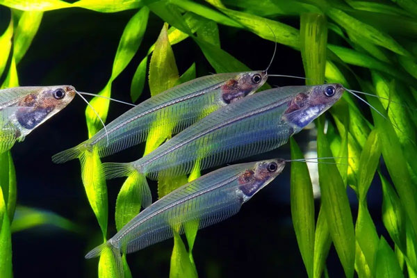 Cá thủy tinh (Glass Catfish/Kryptopterus vitreolus) có cơ thể dài và mỏng, trong suốt như thủy tinh hiện rõ cả xương và nội tạng bên trong cá.