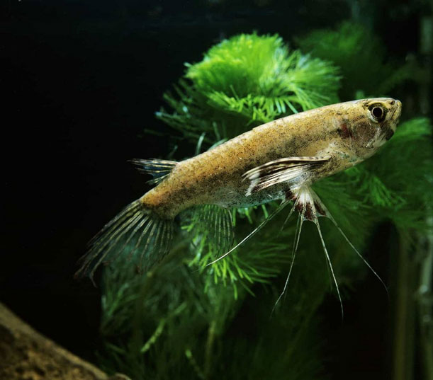 Cá bướm châu Phi (African Butterflyfish / Pantodon buchholzi) có màu nâu sẫm đến đen, điểm xuyết vào đó là những chấm có màu nhạt hơn. Loài cá này có vây ngực rất rộng, khi xòe ra hai bên trông như cánh bướm, vây bụng có các tia dài lạ mắt do đó chúng mới có tên gọi là cá Bướm Châu Phi.