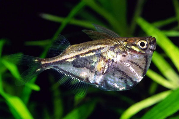 Cá rìu vạch cẩm thạch (Marbled Hatchet Fish / Carnegiella strigata) có hình dạng độc đáo với phần bụng kéo dài xuống giống sống tàu. Thân của cá có hoa văn sọc trông giống như cẩm thạch.