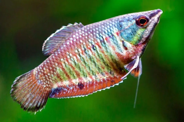 Cá sặc samurai (Samurai Gourami / Sphaerichthys vaillanti) là loài cá cảnh có hình dạng bầu bĩnh, kích thước tối đa 6cm. Loài cá này nổi bật với màu sắc rực rỡ từ các sắc thí cảm, đỏ, vàng đến các hoa văn phức tạp.