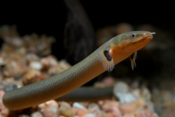 Cá rắn (Ropefish / Erpetoichthys calabaricus), còn gọi là Cá Cây Lau hay Cá Dây Thừng là một loài cá nước ngọt vô cùng độc đáo, với vẻ ngoài dài thườn thượt như một con rắn. Loài cá này có kích thước cơ thể tối đa 60 cm.