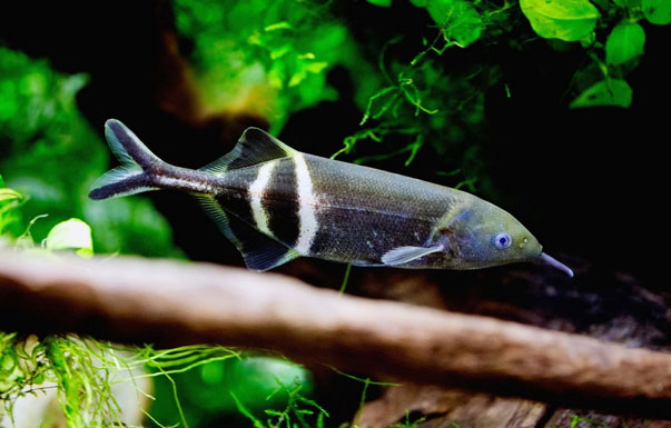 Cá mũi voi (Elephant Nose Fish / Gnathonemus petersii) hay còn gọi là cá vòi voi. Loài cá độc đáo này có cơ thể dài, thon, đuôi nhỏ hẹp, phần mũi dài ra phía trước như một cái vòi.