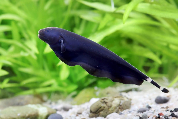 Cá dao ma đen hay cá lông vũ (Black Ghost Knife Fish / Apteronotus albifrons) với cơ thể màu đen, chỉ có 2 đốm trắng ở đuôi và một ở trên mũi. Loài cá này có cách di chuyển bằng cách uốn lượn cái vây dài ở thân dưới.