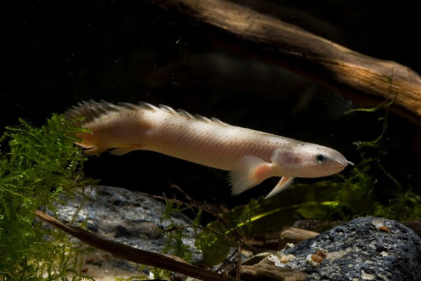 Cá chình khủng long hay cá cửu sừng (Bichir / chi Polypterus) có ngoại hình kỳ dị như một loài cá "thời tiền sử". Chúng có khả năng có khả năng đi trên cạn và sống không cần nước trong một thời gian dài.