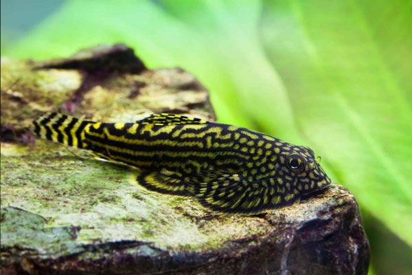 Cá tỳ bà bướm (Hillstream Loach/Sewellia lineolata) có cơ thể bẹt hơi giống cá đuối,trên lưng có nhiều hoa văn màu nâu vàng để ngụy trang trốn kẻ thù.